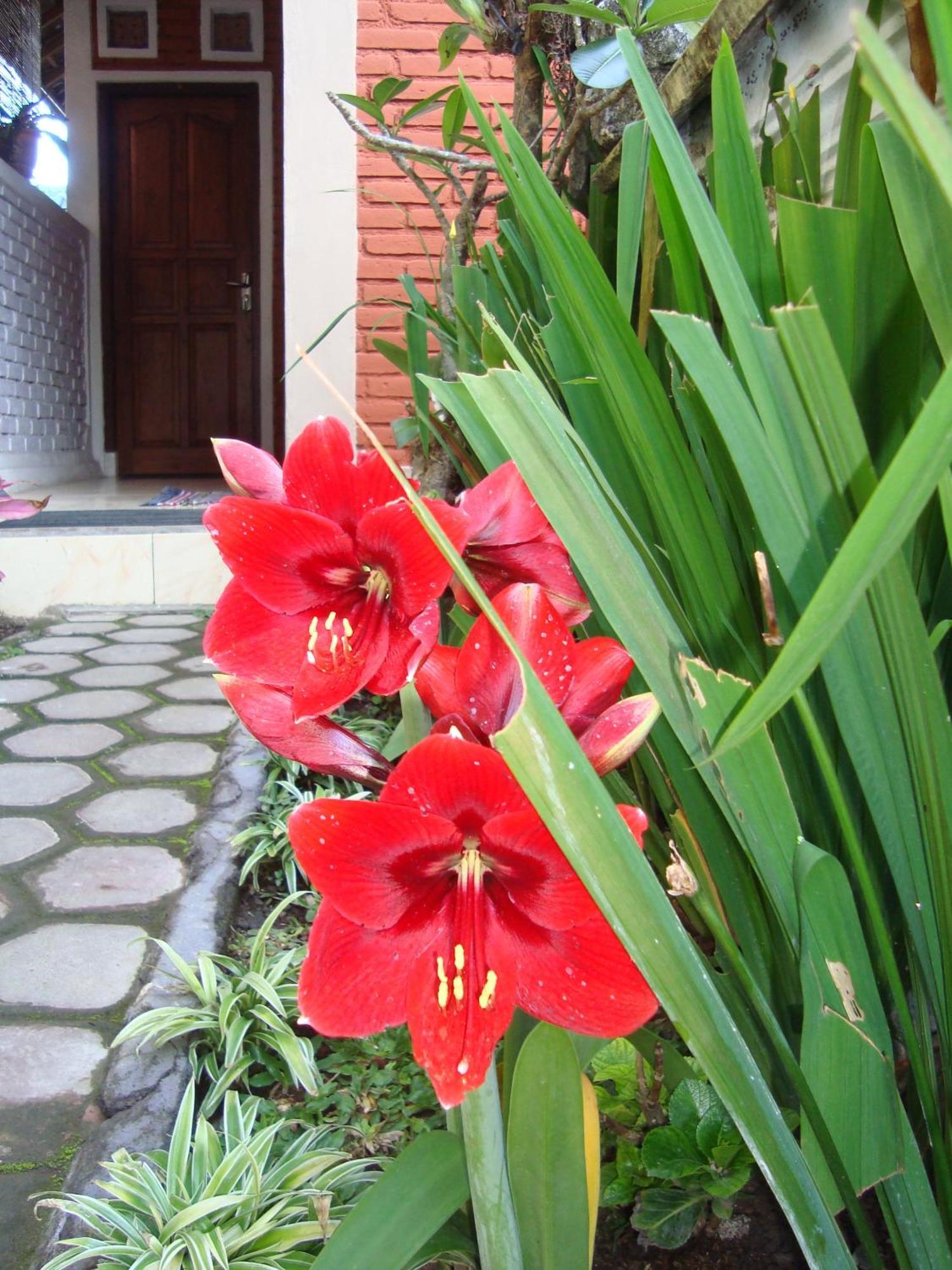 Taman Ayu Homestay Munduk Mitra Reddoorz Exteriér fotografie
